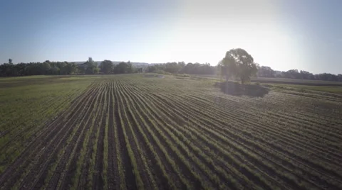 AERIAL: Flight over the  field Video stock 50319122