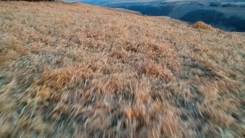 Aerial. flight over a field Stock Footage 99044197