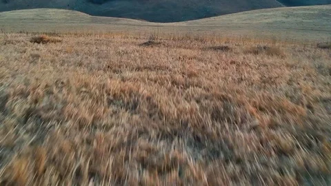 Aerial. flight over a field Stock Footage 99044199
