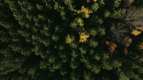 Aerial Flight Over Forest from Green to Yellow Trees Stock Footage 320904620