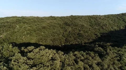 Aerial flight over forest is large area dominated by trees 4k Stock Footage 103051678