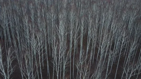Aerial Flight Over Forest. Trees Without Leaves. Autumn Park. Stock Footage 233285607
