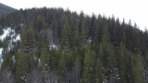 AERIAL: Flight over the forest in winter. Carparhians, Ukraine 스톡 동영상 170722486