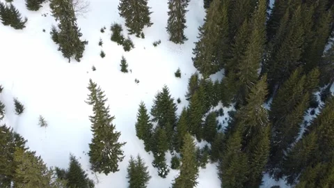 AERIAL: Flight over the forest in winter. Carparhians, Ukraine 스톡 동영상 170722531