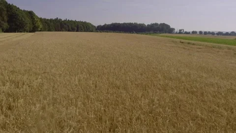 Aerial flight over grain fields and agricultural landscape in summer Stockbeeldmateriaal 335858995