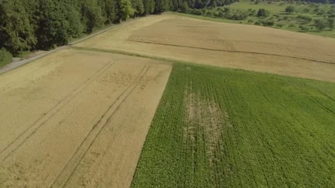 Aerial flight over grain fields and agricultural landscape in summer Stock Footage 335859004