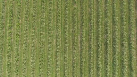 Aerial flight over green apple trees plant field Stock Footage 76201937