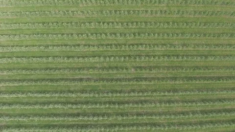 Aerial flight over green apple trees plant field Stock Footage 76202854