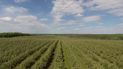 Aerial flight over green apple trees plant field Stock Footage 76849139