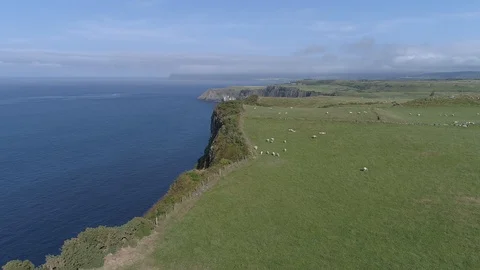 Aerial flight over green cliffs with sheep, Antrim coast Ireland Stock Footage 92175702