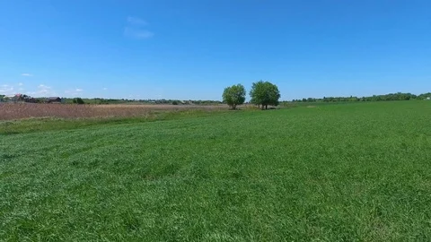 Aerial flight over green grass plant field Stock Footage 76195512