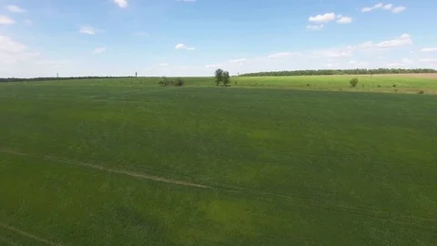 Aerial flight over green grass plant field Stock Footage 76200672