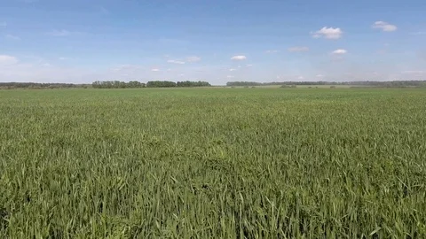 Aerial flight over green grass plant field Stock Footage 76204004