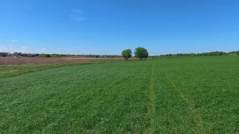 Aerial flight over green grass plant field Stock Footage 76251438