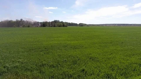 Aerial flight over green grass plant field Stock Footage 76392129