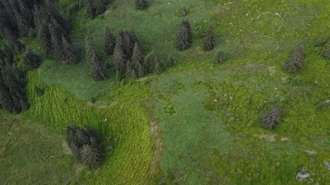 Aerial Flight Over Green Mountain Meadows and Conifer Forest in Summer Stock Footage 339660280