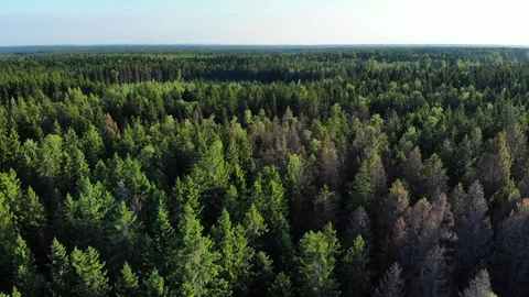 Aerial flight over green pine wood in sunlight Stock Footage 99708542