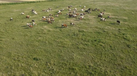 Aerial flight over the herd of cows on the grassy field. Stock Footage 46815427