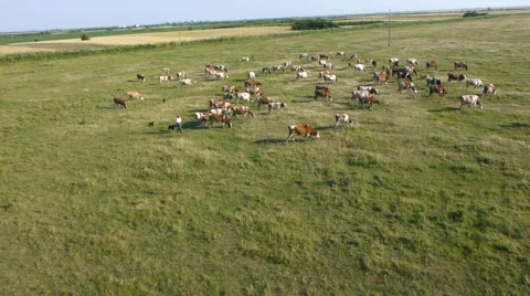 Aerial flight over the herd of cows on the grassy field. Video stock 46815833