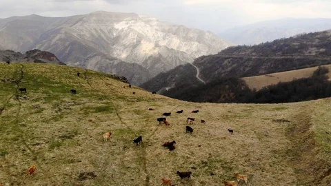 Aerial flight over a herd of cows grazing on a mountain pass. Taken by drone Stock Footage 118955214
