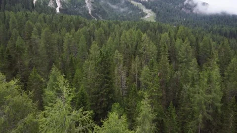 Aerial flight over larch trees in the beautiful Alps. High mountain peaks with Stock Footage 220335459