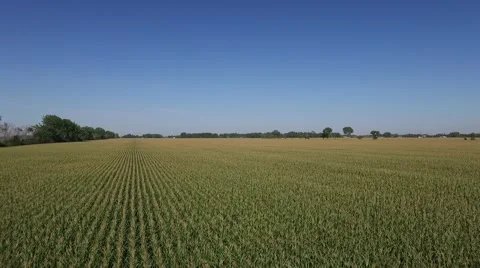 Aerial Flight Over Large Corn Field Stock Footage 59899120