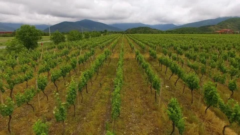 Aerial flight over large vineyard rows, winemaking, agriculture and farming Stock Footage 84073063