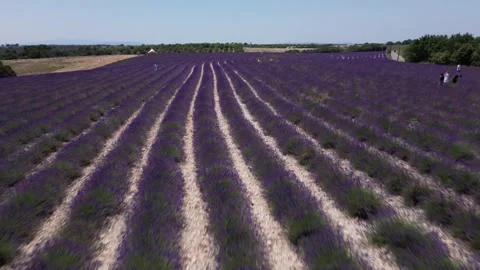 Aerial Flight Over Lavender Field Rows of Purple Flowers in Provence France.. Stock Footage 313452250