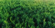 Aerial Flight Over Lush Green Sugar Cane Field Stock Footage