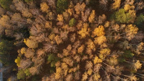 Aerial flight over mist forest autumn trees. Natural background. Stock Footage 129096481