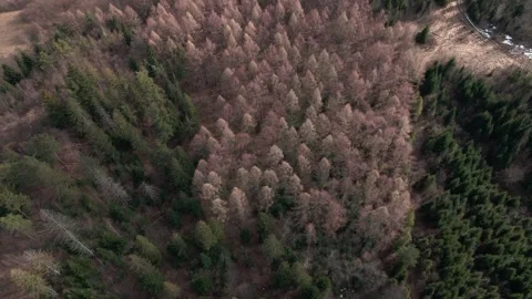 Aerial Flight Over Mixed Forest Ending in Top-Down View 動画素材 318631775
