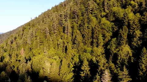 Aerial flight over mountain forest in reserve Borjomi, Georgia. Taken by drone Stock Footage 106015657