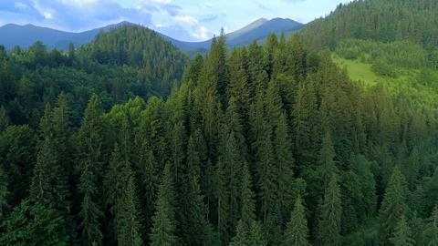 Aerial flight over mountain range fully covered by tall trees. Morning sun Stock Footage 94744218