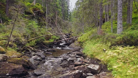Aerial Flight Over Mountain Stream in Nordic Forest Stock Footage 319942559
