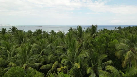 Aerial Flight Over the Palm Tree Forest And a Beach Stock Footage 301770120