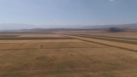 Aerial flight over patchwork of harvested wheat fields, Kyrgyzstan Stock Footage 347242480