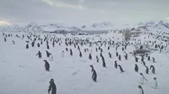 Aerial Flight Over Penguins, Seals. Antarctica. Stock Footage