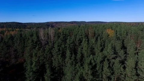 Aerial flight over pine forest Stock Footage 70413962