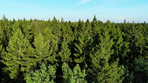 Aerial flight over pine forest, between green trees, North Europe Stock Footage 92333052