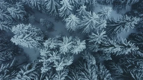 Aerial flight over a pine forest covered with snow in winter Stock Footage 146324283