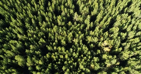 Aerial flight over pine trees in the Arapaho National Forest in Colorado Stock Footage 118125287