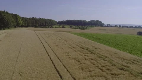 Aerial Flight Over Ripe Grain Field With Visible Crop Damage Stock Footage 335859001