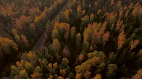 Aerial Flight over the road between fields. Autumn colors. Video stock 68539270