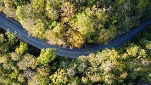 Aerial Flight over the road between fall green trees. Autumn colors. Aerial of Stock Footage 102814788