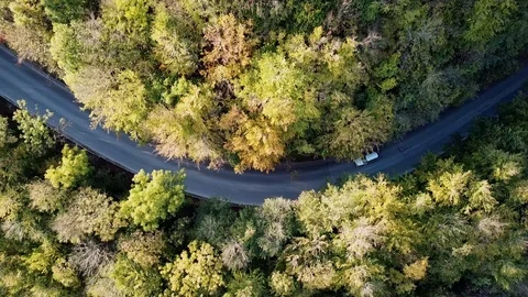 Aerial Flight over the road between fall green trees. Autumn colors. Aerial of Stock Footage 102815278