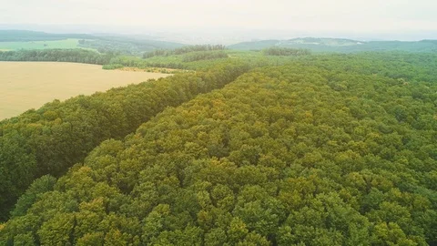 Aerial flight over the road between dense trees in autumn colors. 4K Video stock 109960780
