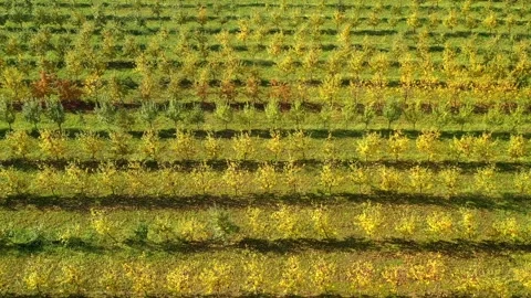 Aerial flight over rows of apple orchard, agricultural landscape from above Stock Footage 338410405