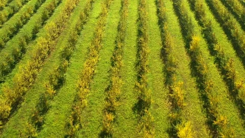 Aerial flight over rows of apple orchard, agricultural landscape from above Stock Footage 338413304