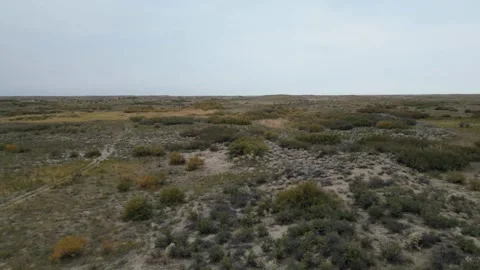 Aerial flight over saxaul trees and sand dunes in Kazakhstan Stock Footage 341422305