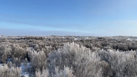 Aerial flight over saxaul trees and sand dunes in Kazakhstan Stock Footage 341422557